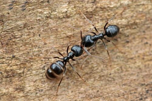 Lasius fuliginosus